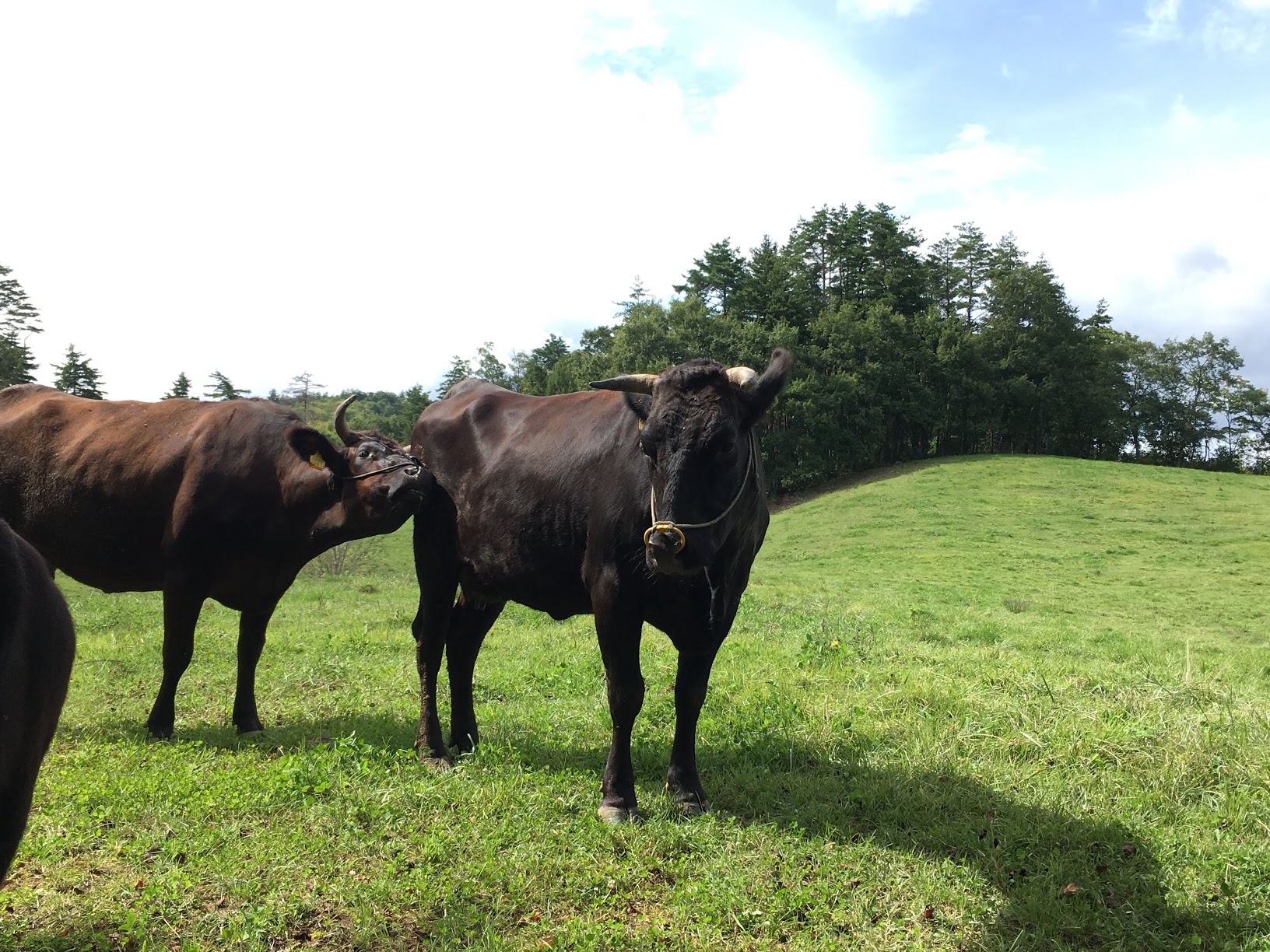 東沢地区で飼育されてる米沢牛と青空